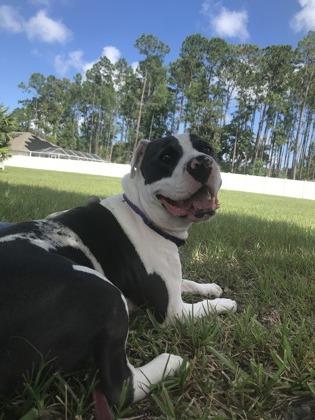 Enlarge Everest, a Adoptable mixed breed in Palm Coast, FL image 3/3