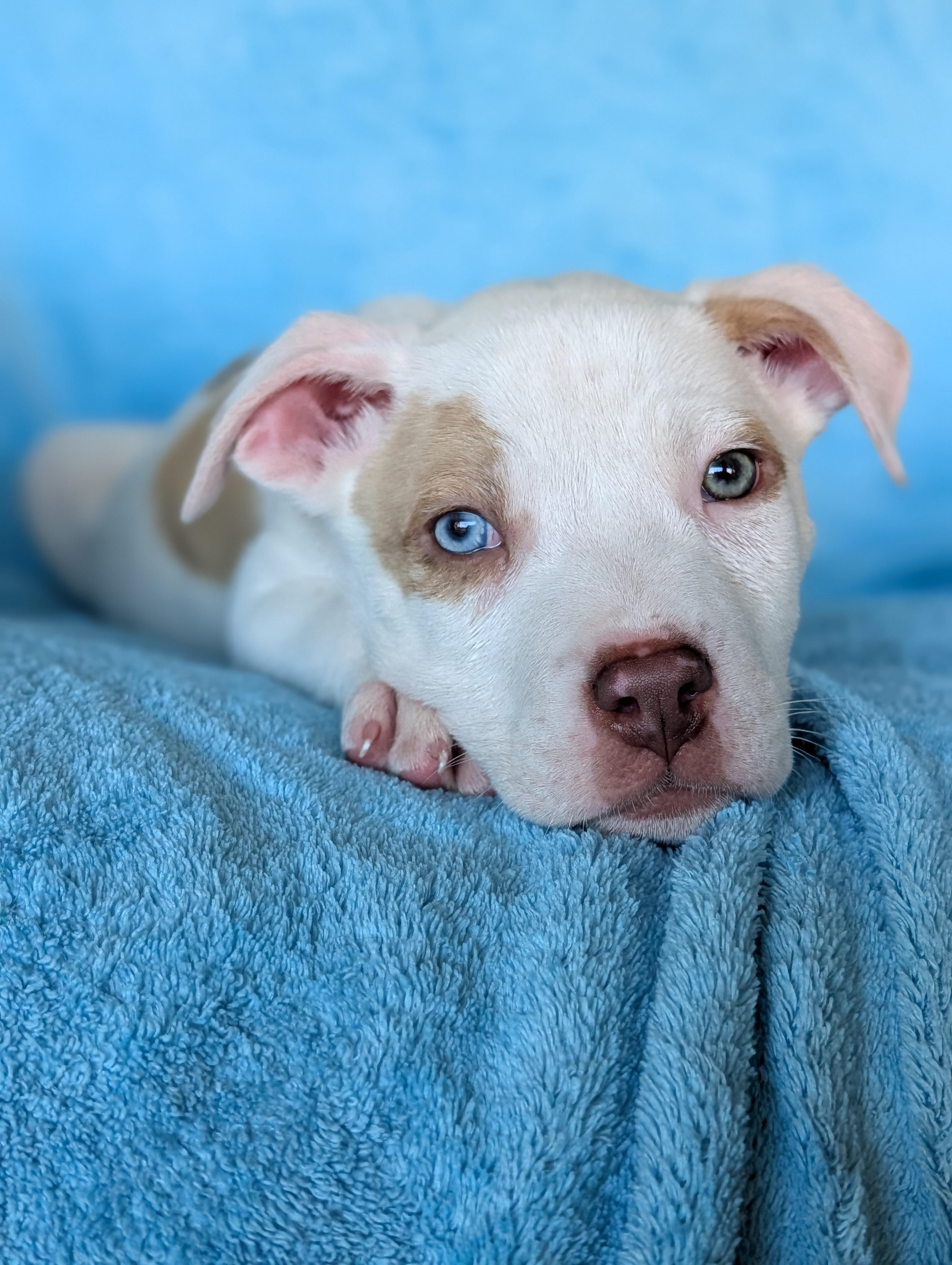 Enlarge Bowie, a Adoptable mixed breed in Baton Rouge, LA image 4/6