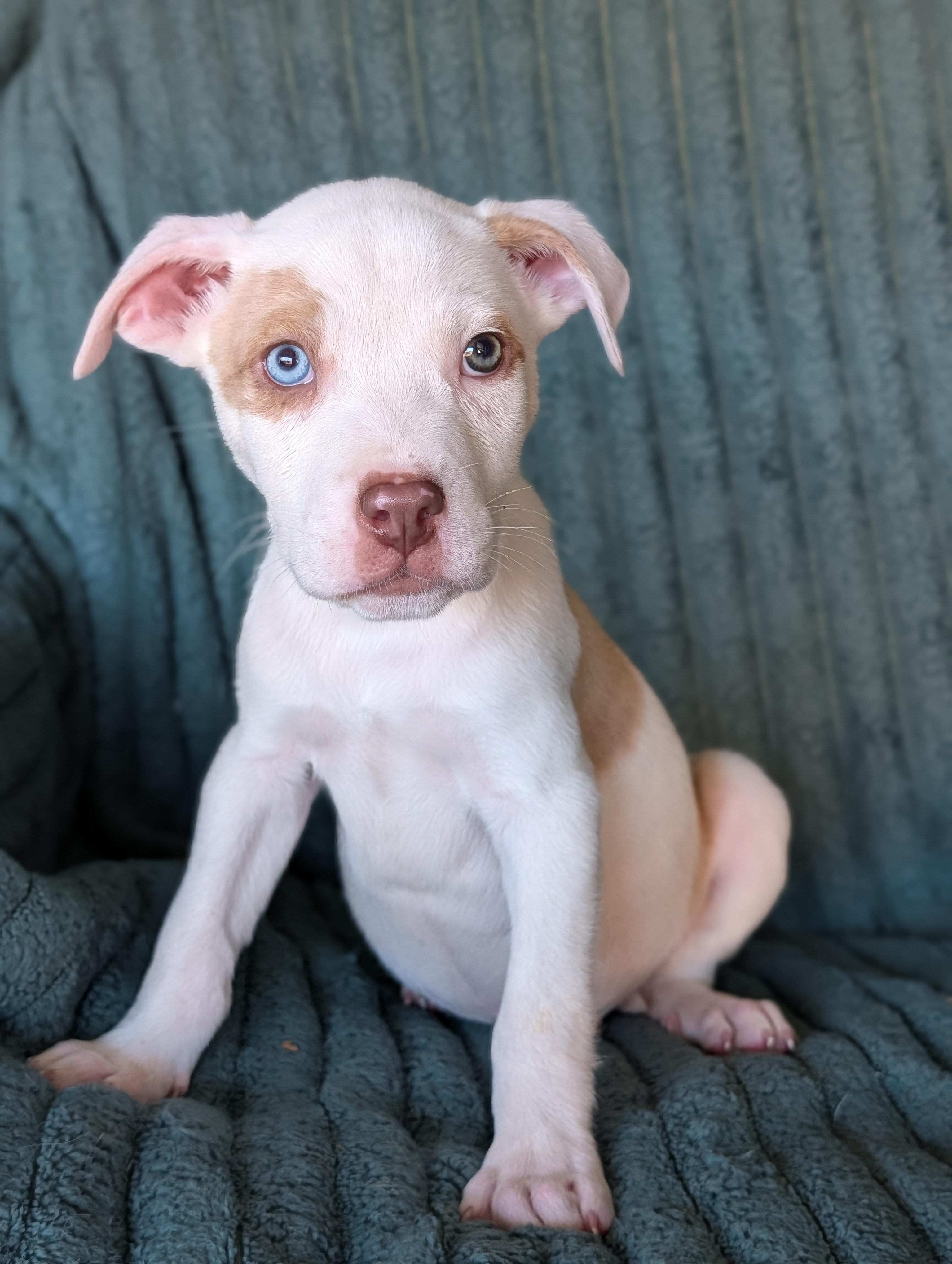 Bowie, Adoptable, Puppy Male American Bulldog & Bull Terrier.