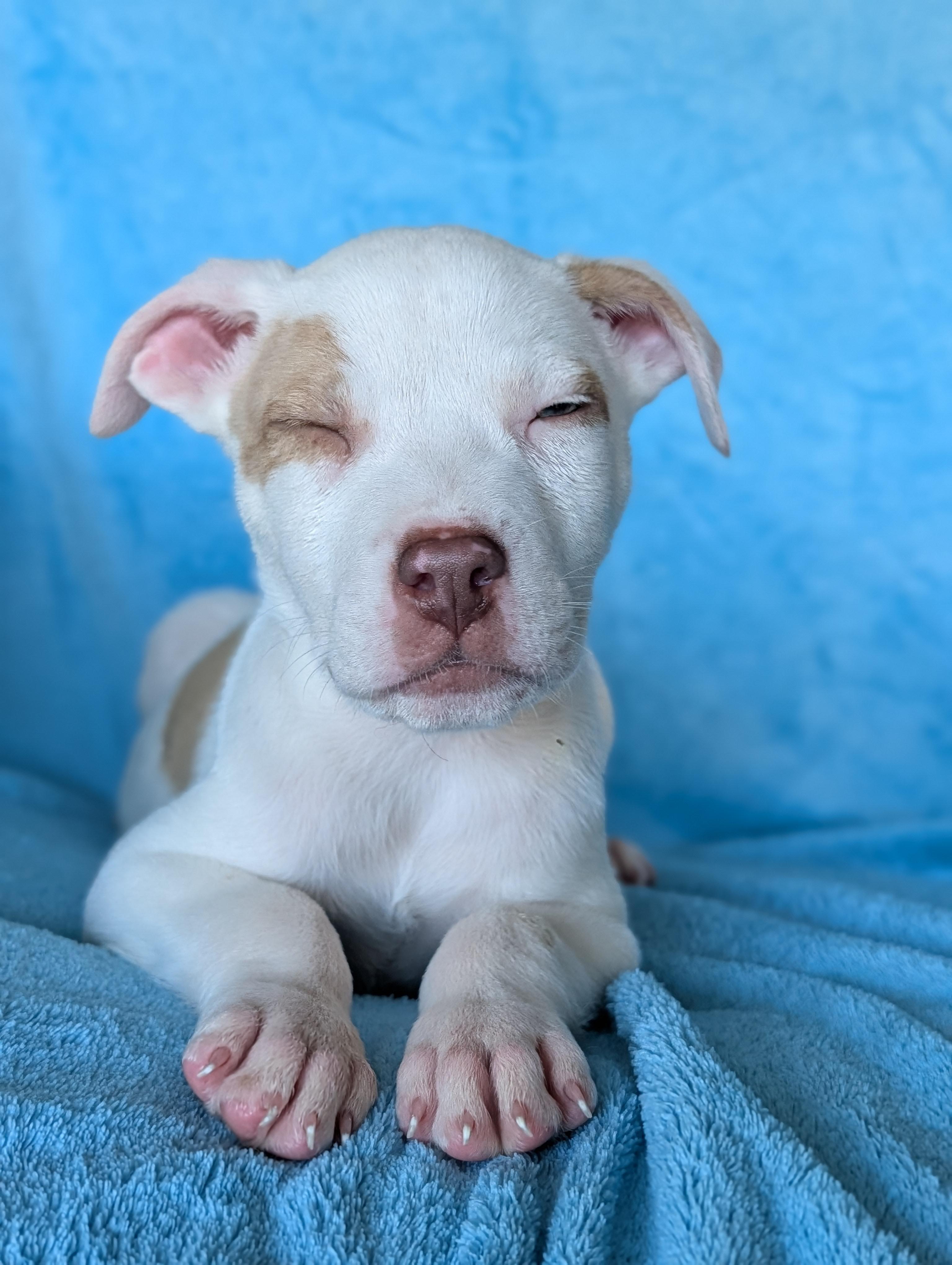 Enlarge Bowie, a Adoptable mixed breed in Baton Rouge, LA image 6/6