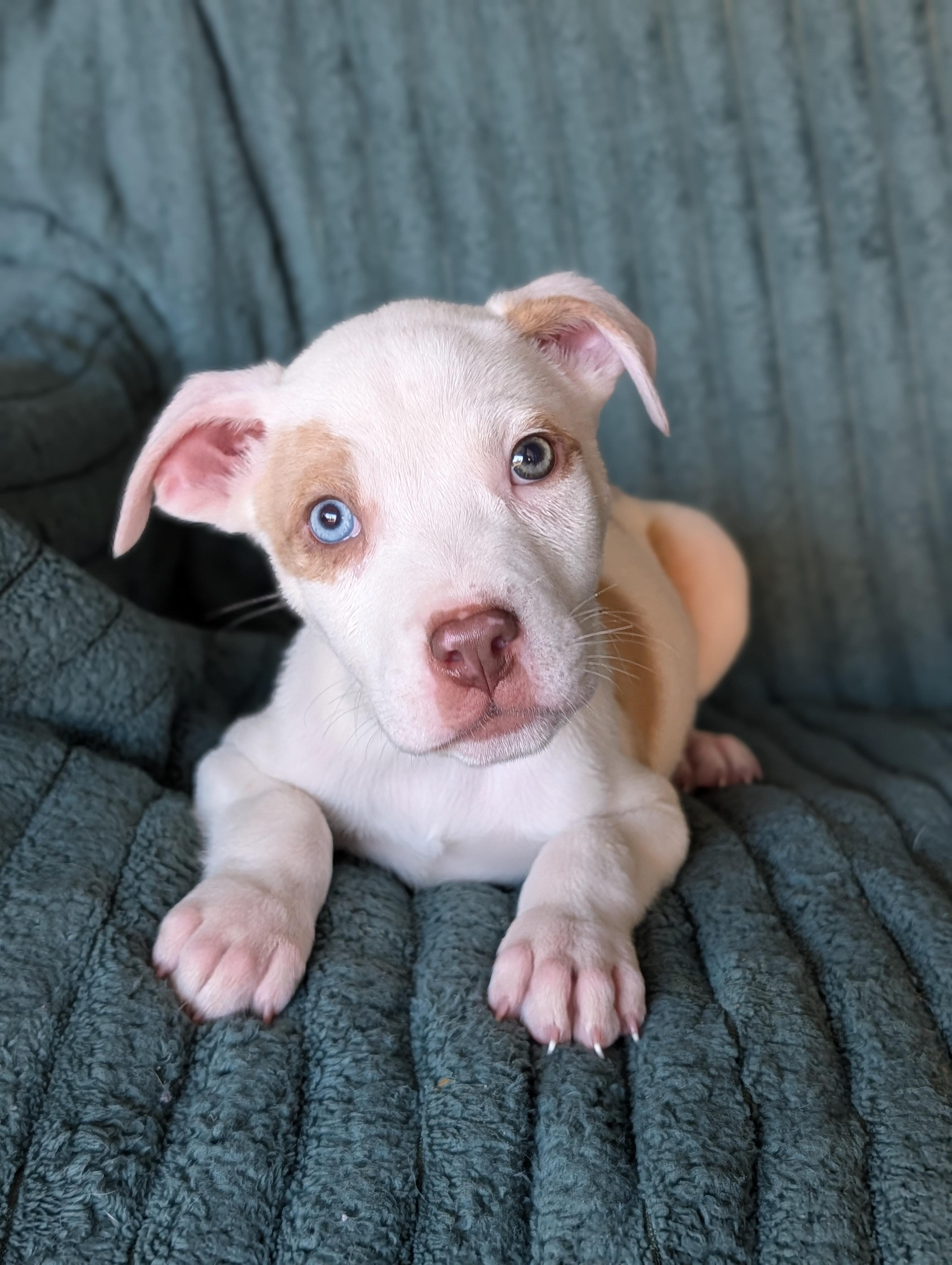 Enlarge Bowie, a Adoptable mixed breed in Baton Rouge, LA image 3/6