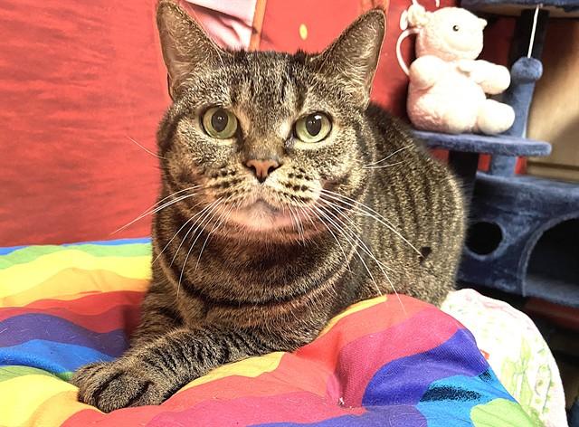 Enlarge ADRIAN, a Adoptable Domestic Short Hair in Fort Lauderdale, FL image 1/1