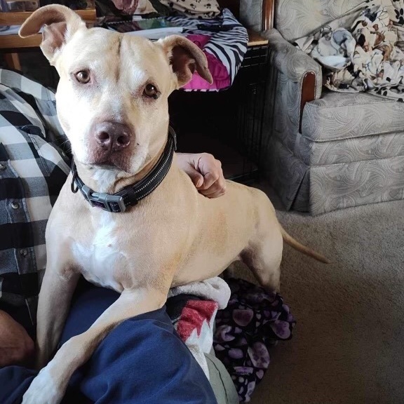 Enlarge Tina, a Adoptable American Staffordshire Terrier in Mechanicsburg, PA image 4/7