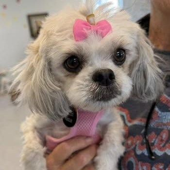 Enlarge Givenchy Flagg, a Adoptable mixed breed in Plano, TX image 3/3