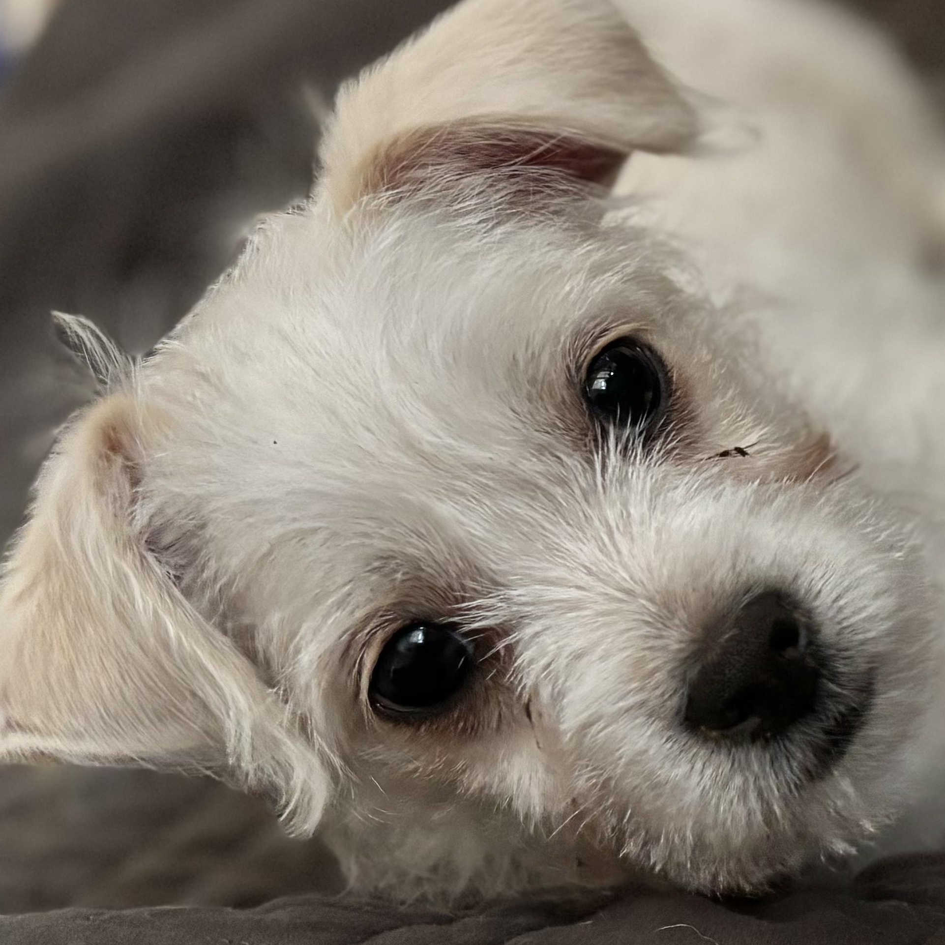 Givenchy Flagg, Adoptable, Puppy Male Shih Tzu.