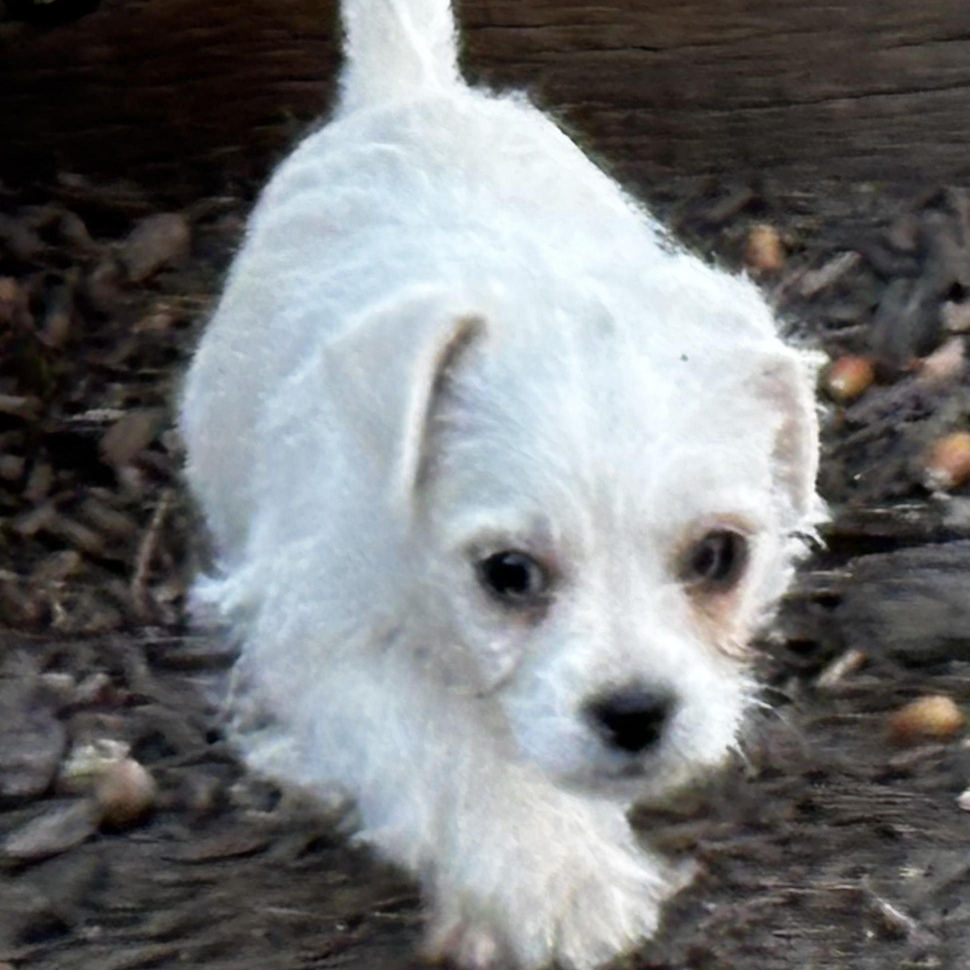 Enlarge Givenchy Flagg, a Adoptable mixed breed in Plano, TX image 1/3