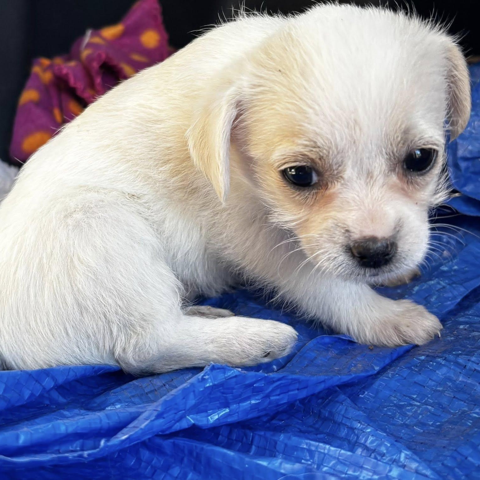 Enlarge Givenchy Flagg, a Adoptable mixed breed in Plano, TX image 2/3