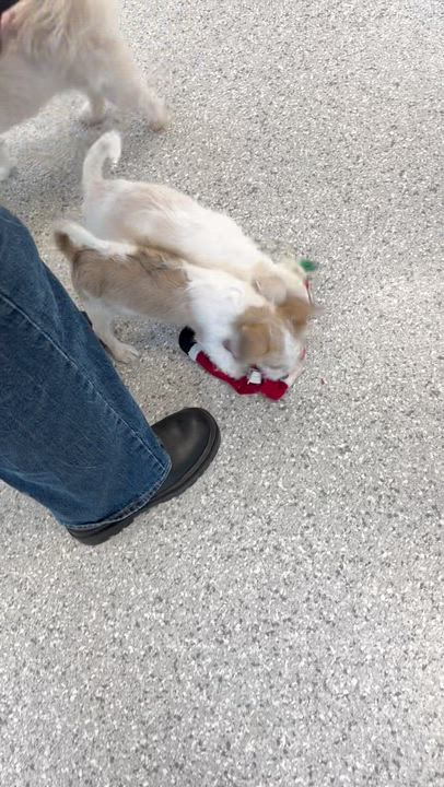 Enlarge Givenchy Flagg, a Adoptable mixed breed in Plano, TX video 5/5