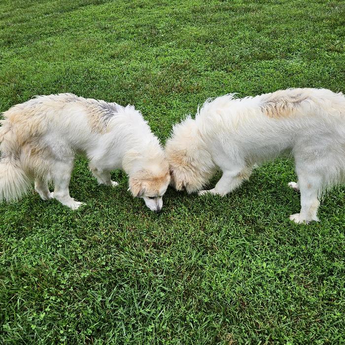 Maple #7470 GP, a Adoptable Great Pyrenees in Louisville, KY image 2/6