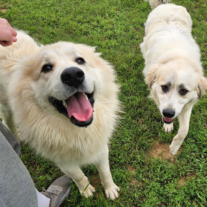 Maple #7470 GP, a Adoptable Great Pyrenees in Louisville, KY image 3/6