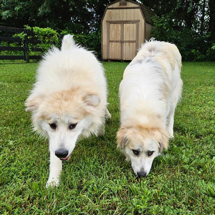 Maple #7470 GP, a Adoptable Great Pyrenees in Louisville, KY image 3/6