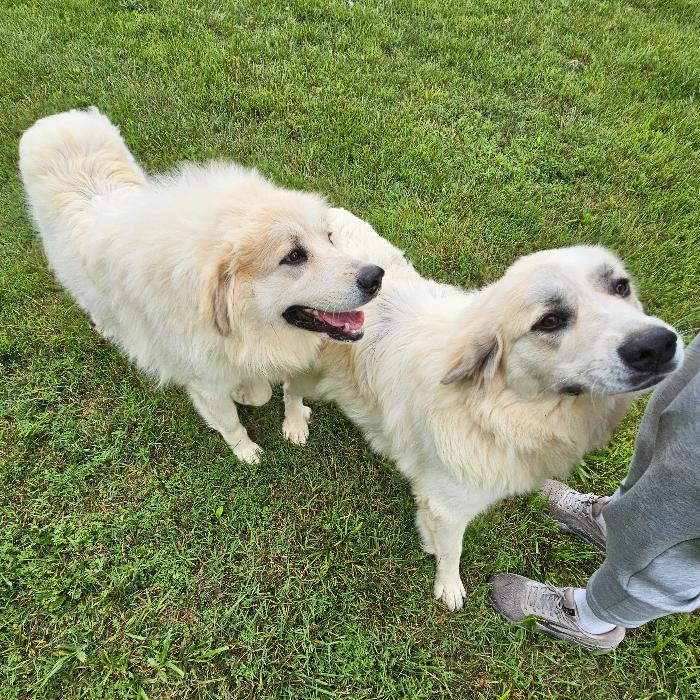 Maple #7470 GP, a Adoptable Great Pyrenees in Louisville, KY image 5/6