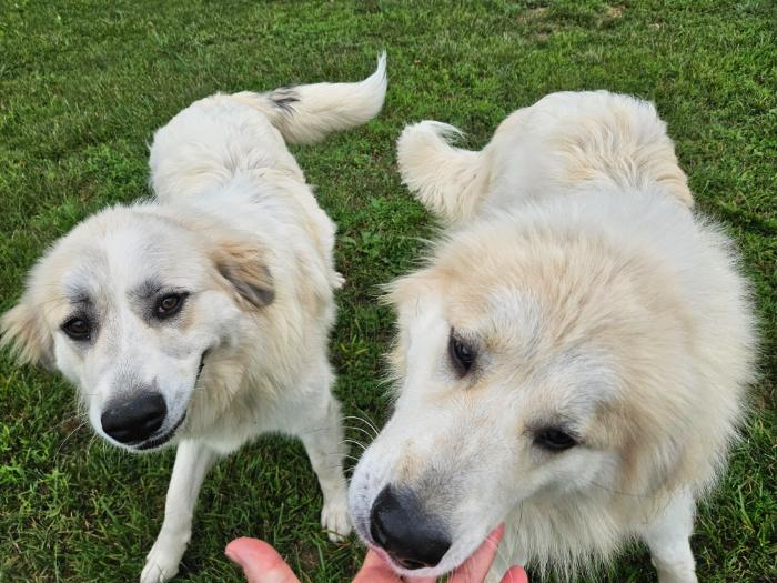 Maple #7470 GP, a Adoptable Great Pyrenees in Louisville, KY image 6/6