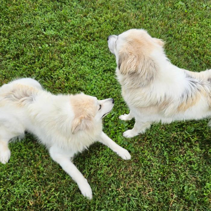 Maple #7470 GP, a Adoptable Great Pyrenees in Louisville, KY image 5/6
