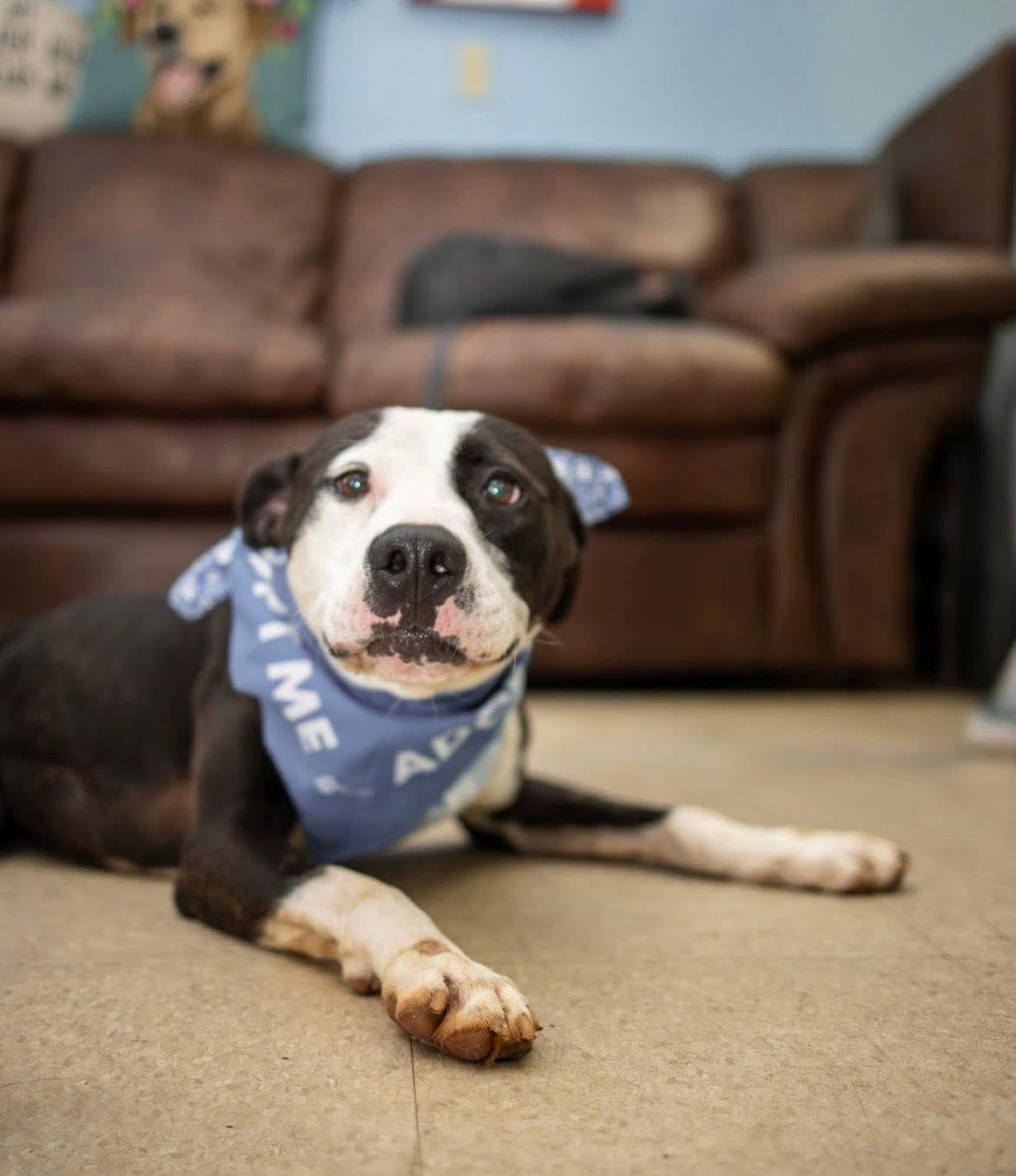 Hunter, a Adoptable mixed breed in Grove City, OH image 2/2