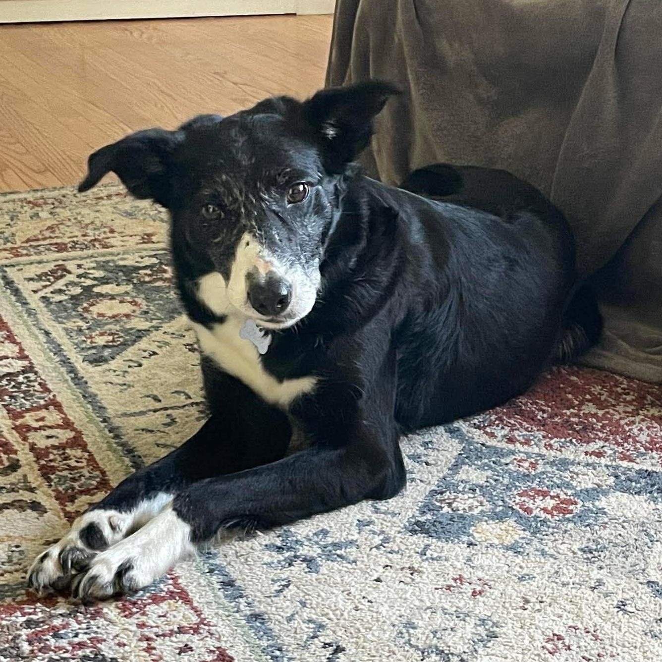 Callie, ADOPTABLE, Adult Female Border Collie.