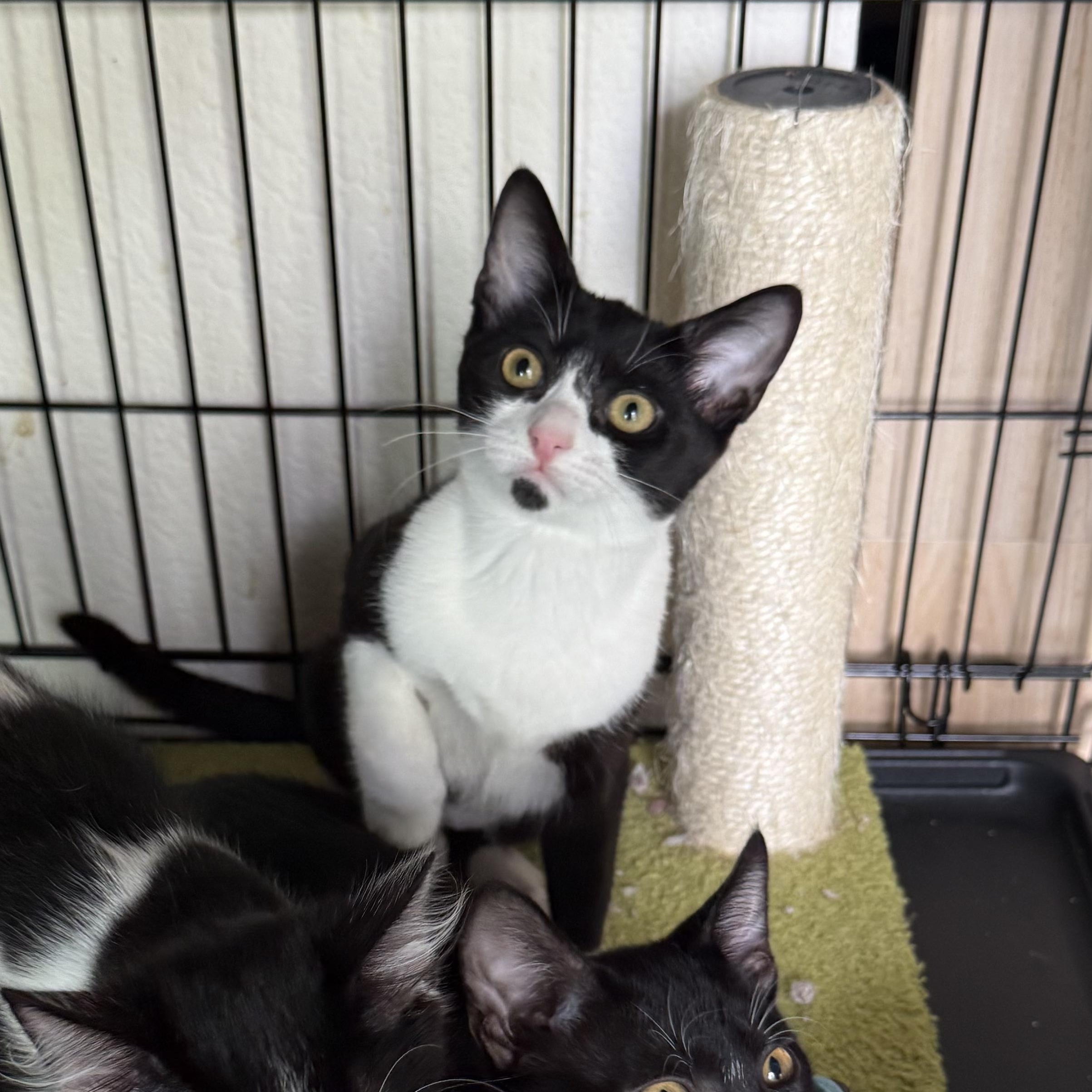 Stella (4 months), a ADOPTABLE Domestic Short Hair in Federal way, WA image 3/5