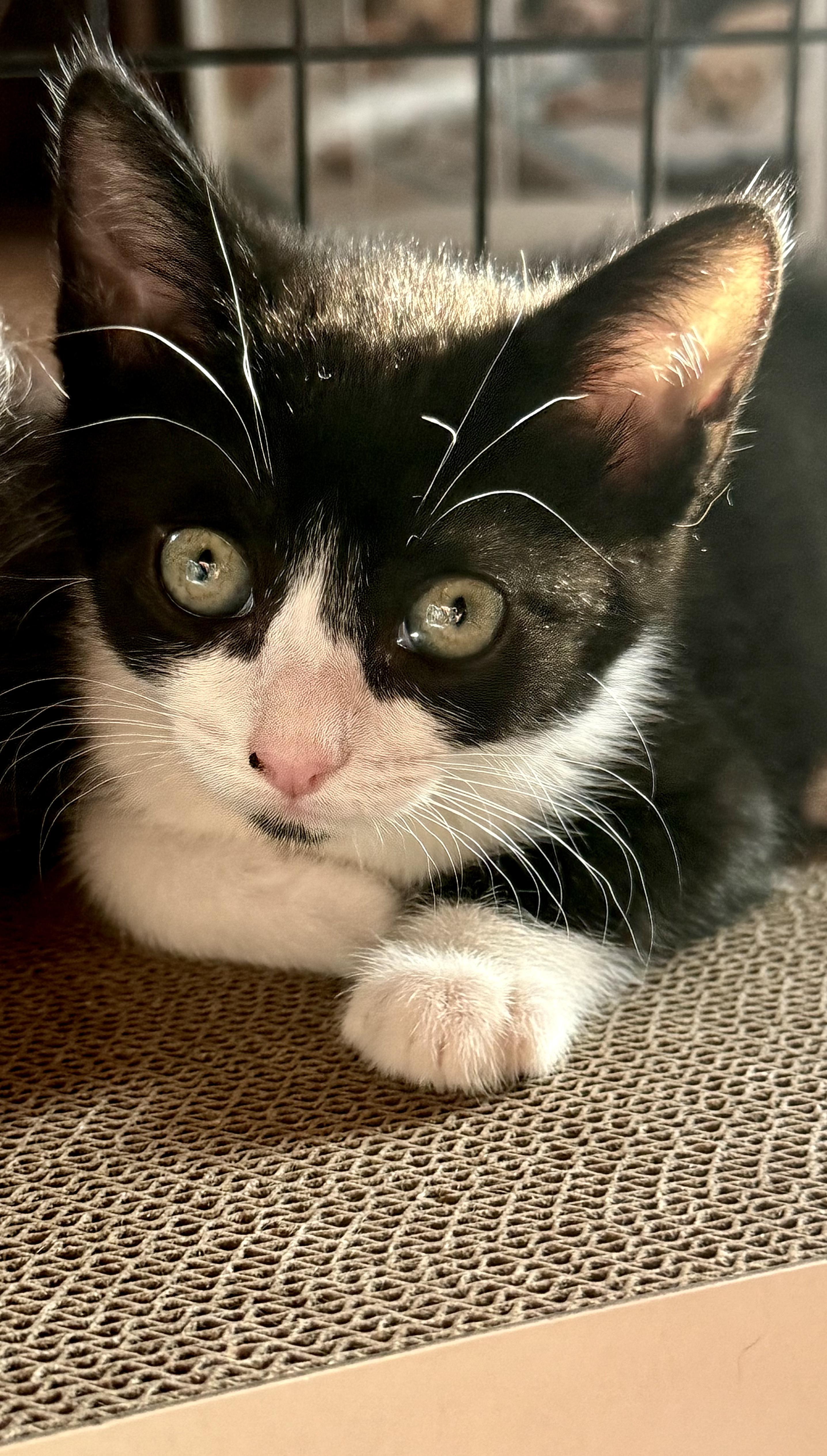 Stella (4 months), a ADOPTABLE Domestic Short Hair in Federal way, WA image 2/5