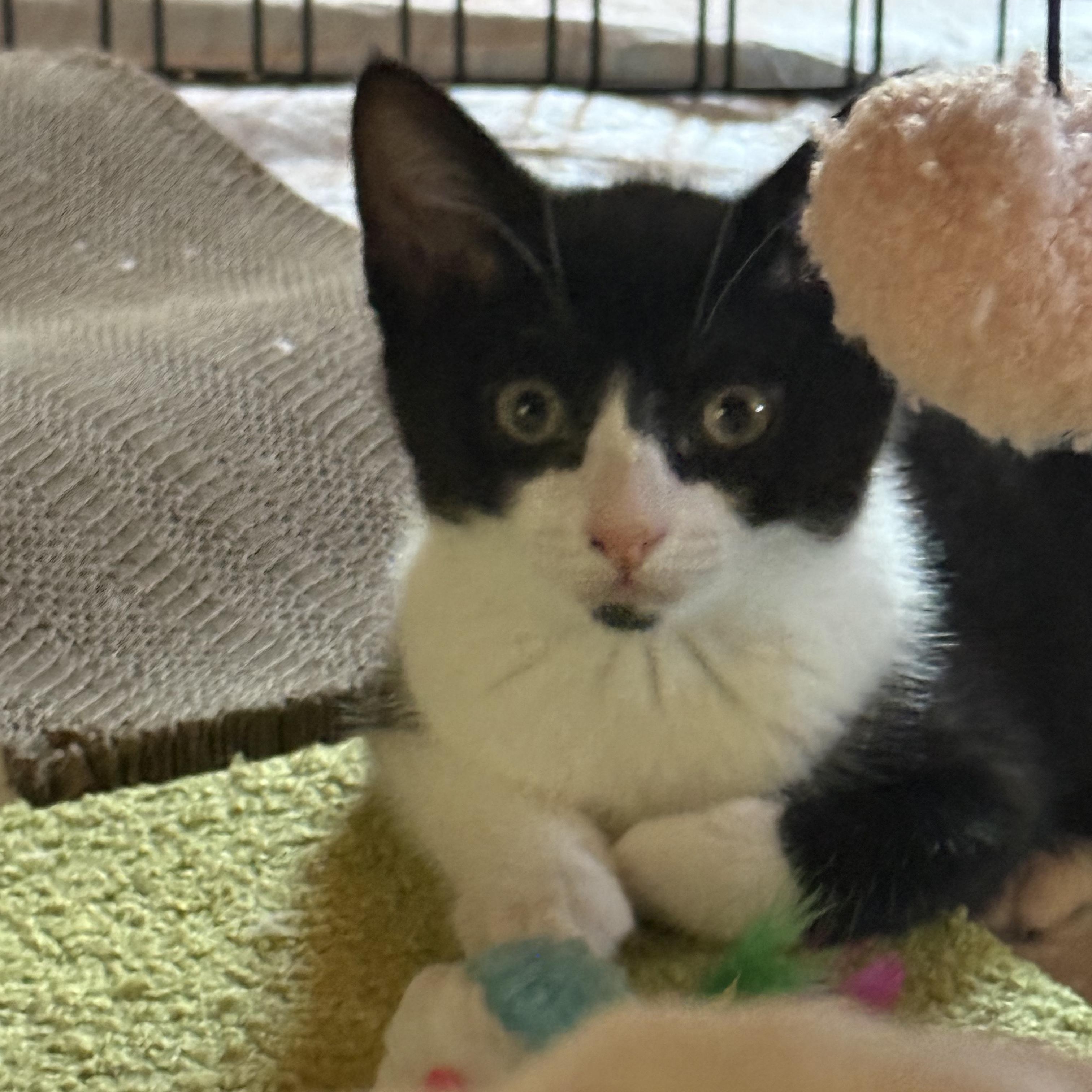 Stella (4 months), a ADOPTABLE Domestic Short Hair in Federal way, WA image 4/5