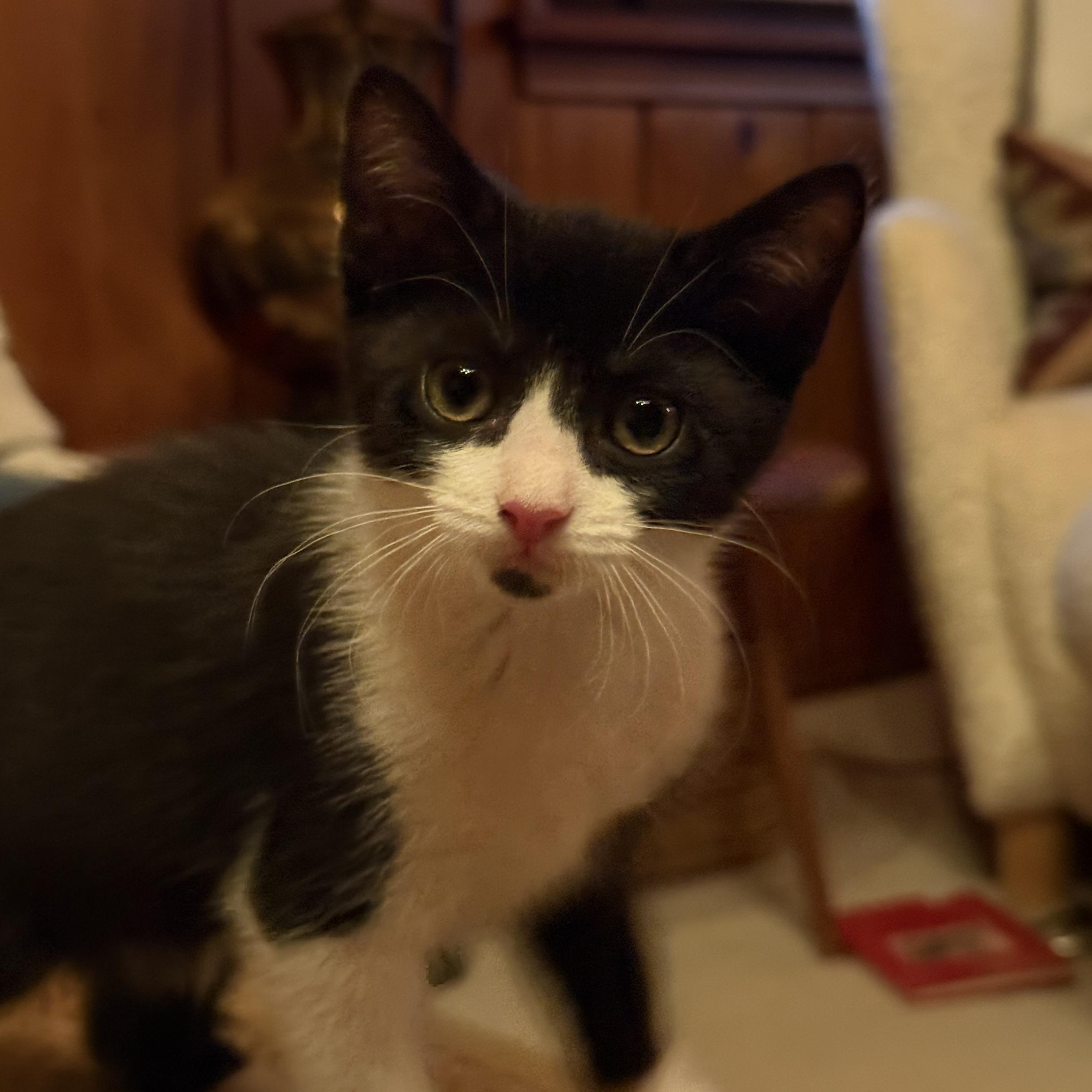 Stella (4 months), a ADOPTABLE Domestic Short Hair in Federal way, WA image 5/5