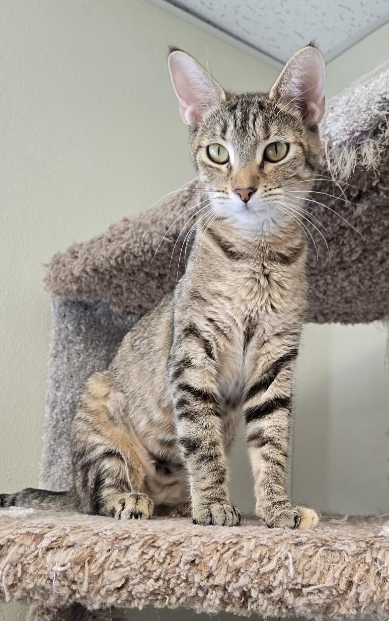 Enlarge Zelda, a Adoptable mixed breed in Larned, KS image 2/4