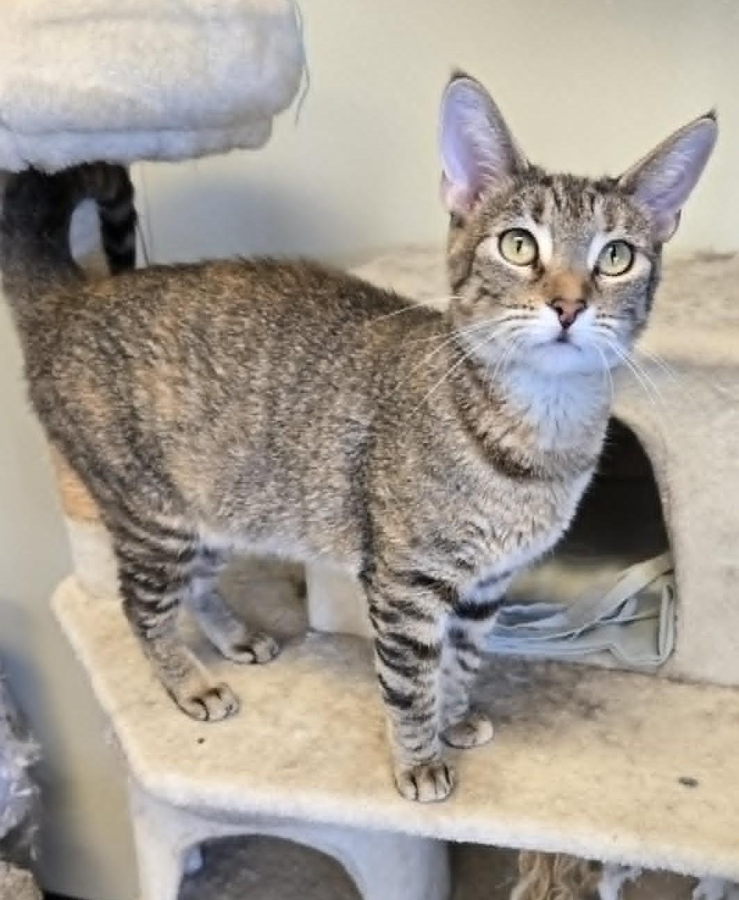 Enlarge Zelda, a Adoptable mixed breed in Larned, KS image 3/4