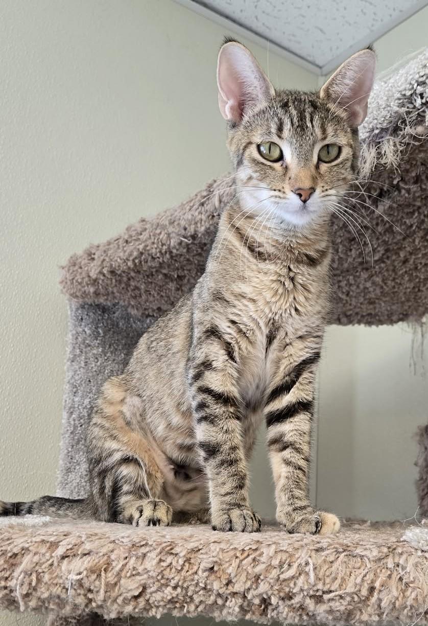 Zelda, Adoptable, Adult Female Domestic Short Hair.