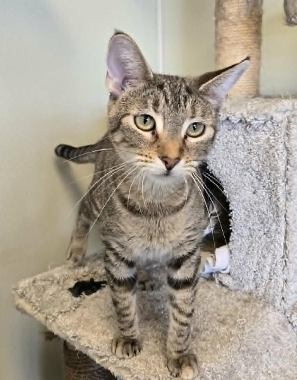 Enlarge Zelda, a Adoptable mixed breed in Larned, KS image 4/4