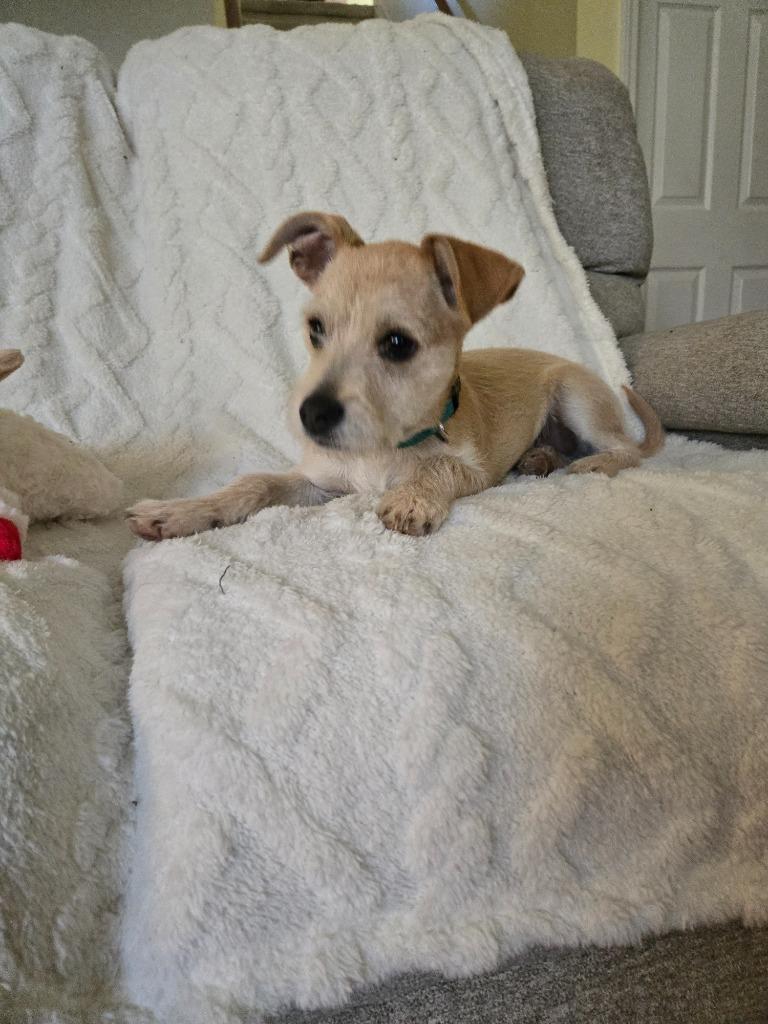 Alfie, Adoptable, Puppy Male Terrier.