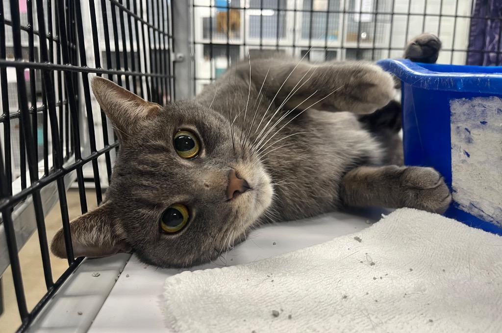 Raskal, Adoptable, Young Male Domestic Short Hair.