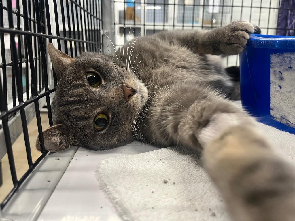 Raskal, a Adoptable mixed breed in Raleigh, NC image 2/3