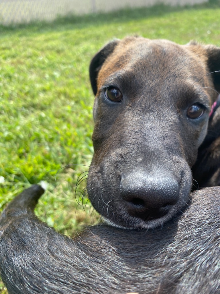 Dog for adoption Ginger, a Black Labrador Retriever Mix in Spooner