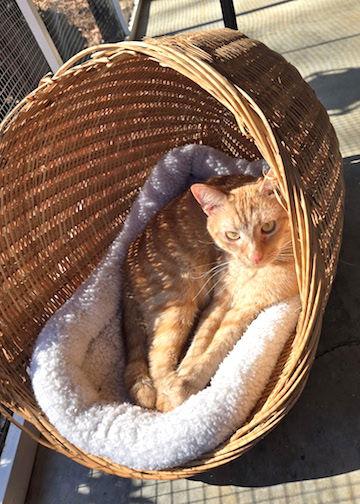 Corgan, Adoptable, Adult Male Domestic Short Hair.