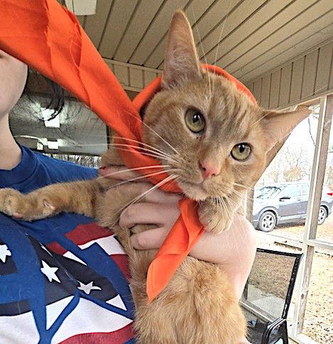 Corgan, a Adoptable Domestic Short Hair image 2/3