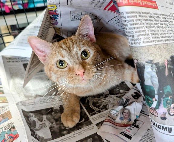 Corgan, a Adoptable Domestic Short Hair image 3/3