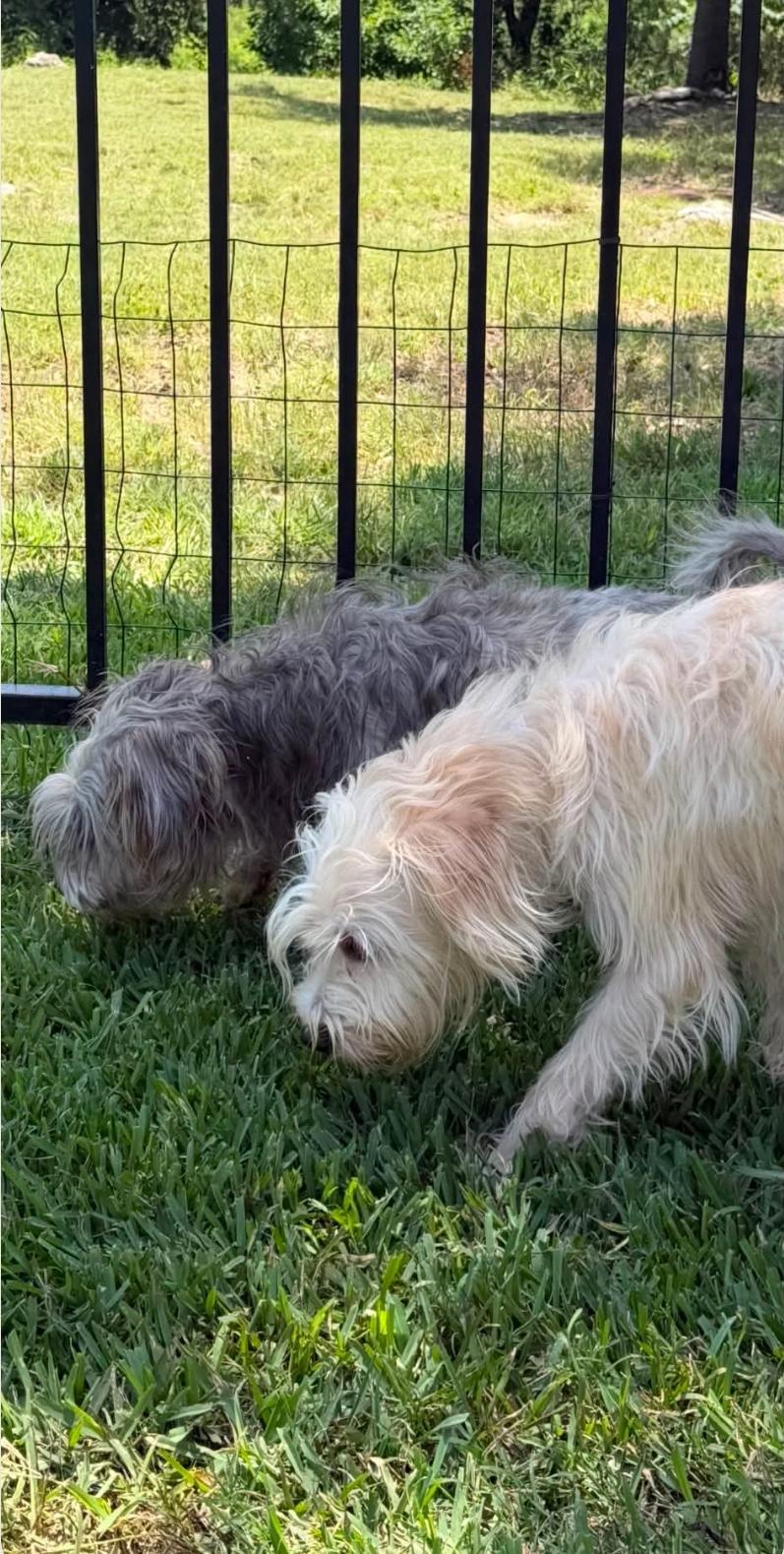 Enlarge Max, an adopted mixed breed in West Middlesex, PA image 6/6