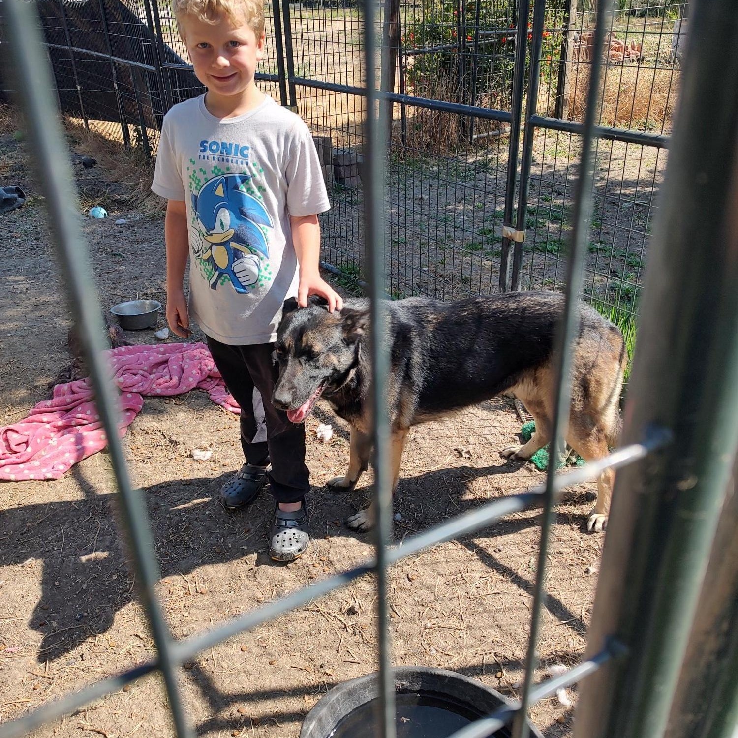 Zora, a Adoptable mixed breed in Hollister, CA image 2/2