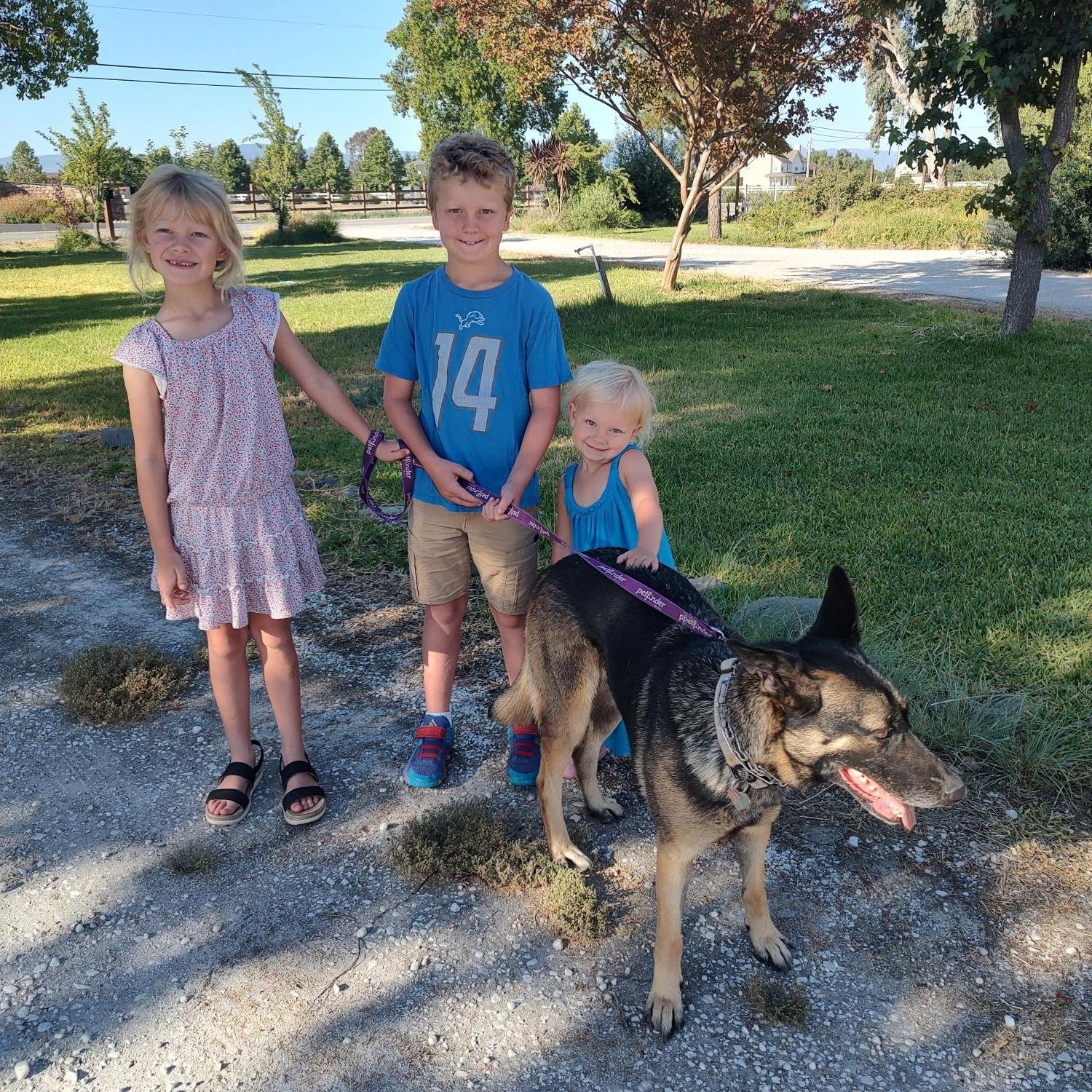 Zora, Adoptable, Young Female German Shepherd Dog & Belgian Shepherd / Malinois.