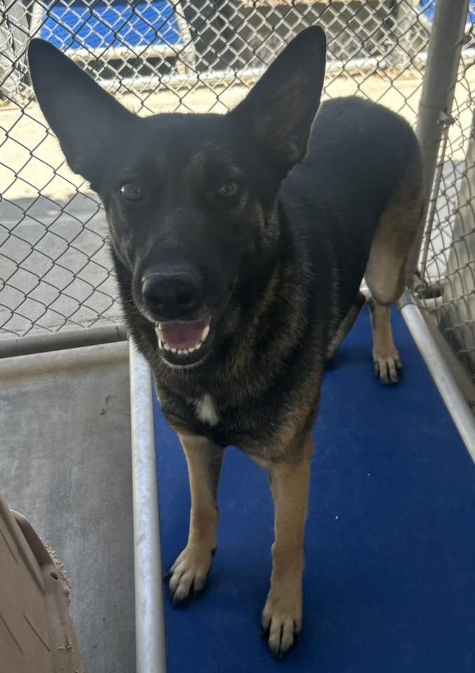 Zora, Adoptable, Young Female German Shepherd Dog & Belgian Shepherd / Malinois.
