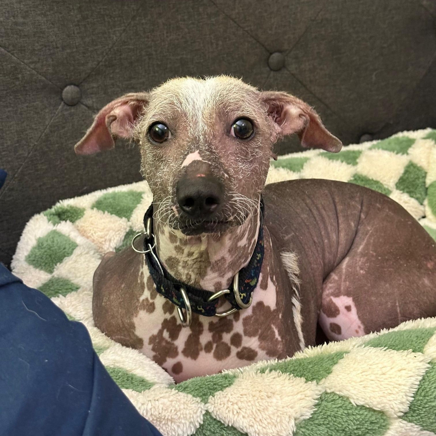 Enlarge Dory, a ADOPTABLE mixed breed in Atlanta, GA image 5/5