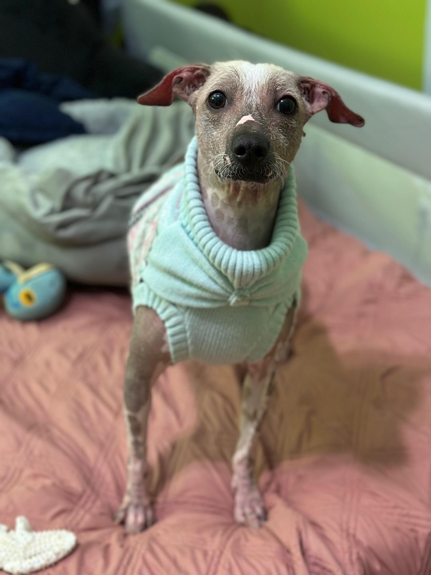 Enlarge Dory, a ADOPTABLE mixed breed in Atlanta, GA image 2/5