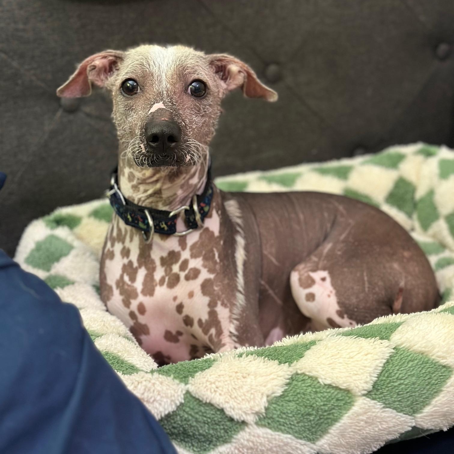 Dory, ADOPTABLE, Young Female Xoloitzcuintli / Mexican Hairless.