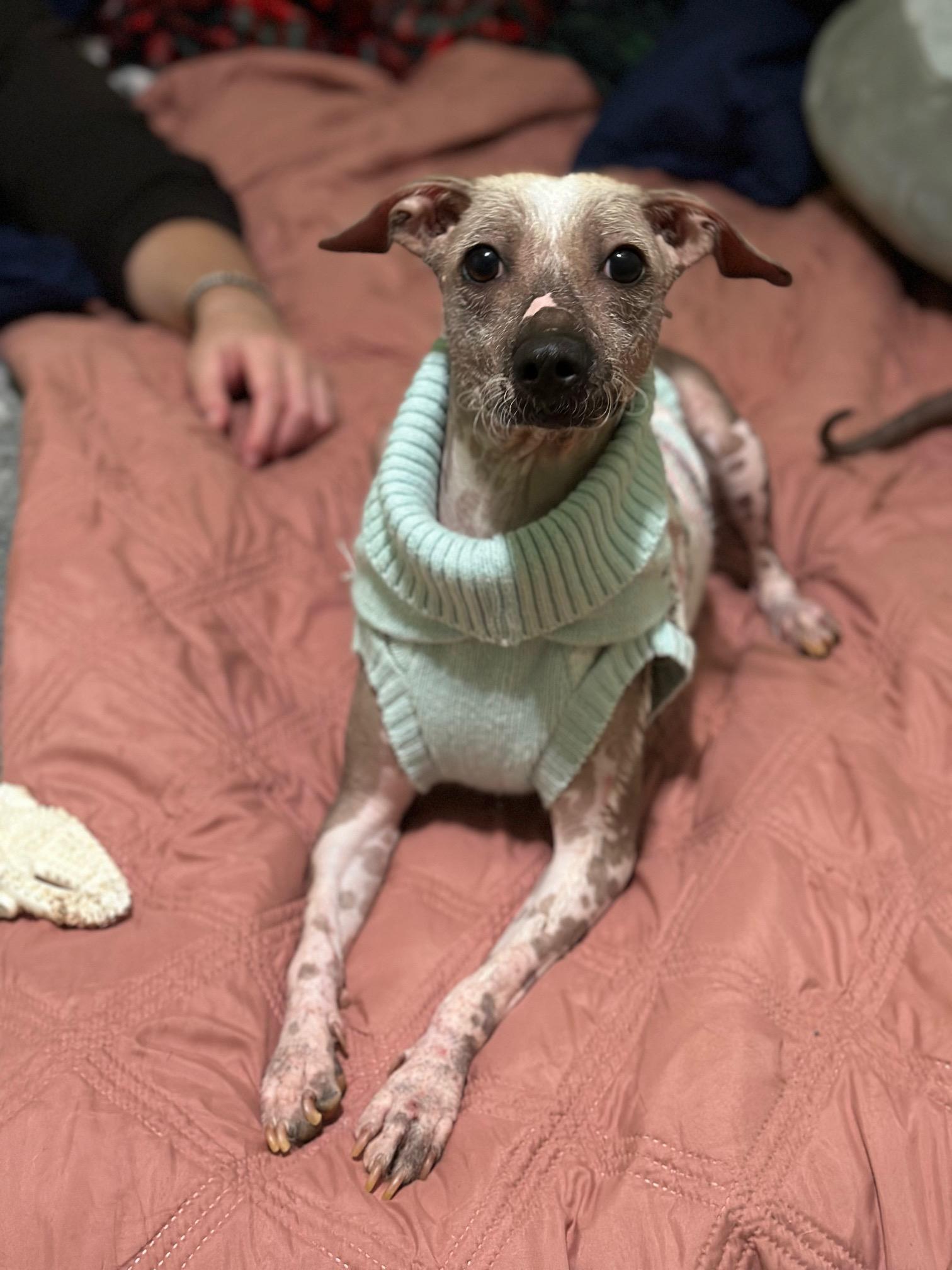 Enlarge Dory, a ADOPTABLE mixed breed in Atlanta, GA image 4/5