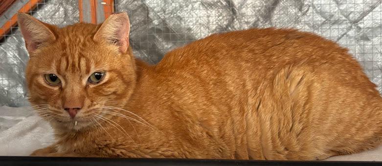 Enlarge Turmeric, an adopted Domestic Short Hair in Hillsboro, OR image 3/5