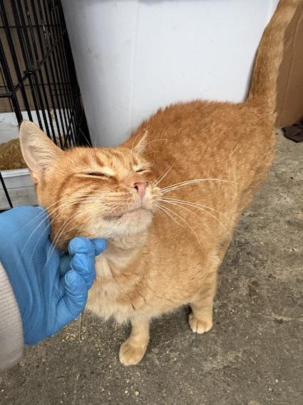 Enlarge Turmeric, an adopted Domestic Short Hair in Hillsboro, OR image 5/5