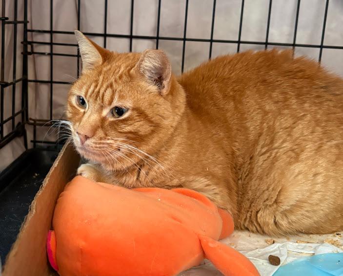 Enlarge Turmeric, an adopted Domestic Short Hair in Hillsboro, OR image 4/5