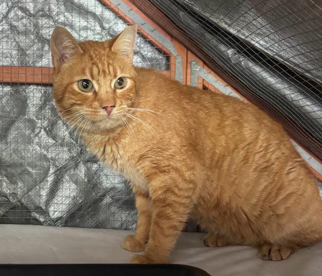 Enlarge Turmeric, an adopted Domestic Short Hair in Hillsboro, OR image 2/5