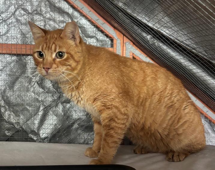 Turmeric, adopted, Adult Male Domestic Short Hair.