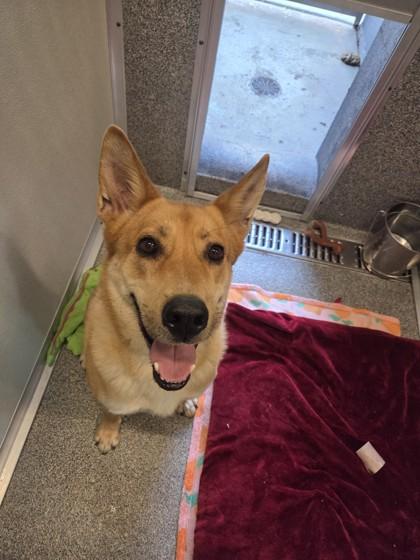 Enlarge Tomo, a ADOPTABLE mixed breed in Hamilton, MT image 4/4