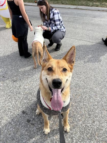 Tomo, ADOPTABLE, Adult Male Labrador Retriever.